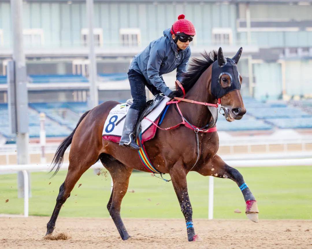 沙特阿拉伯马术选手驾驭全场,夺得冠军 沙特阿拉伯马术选手驾驭全场,夺得冠军
